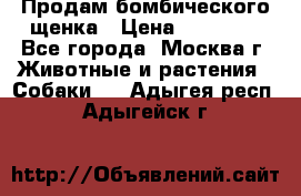 Продам бомбического щенка › Цена ­ 30 000 - Все города, Москва г. Животные и растения » Собаки   . Адыгея респ.,Адыгейск г.